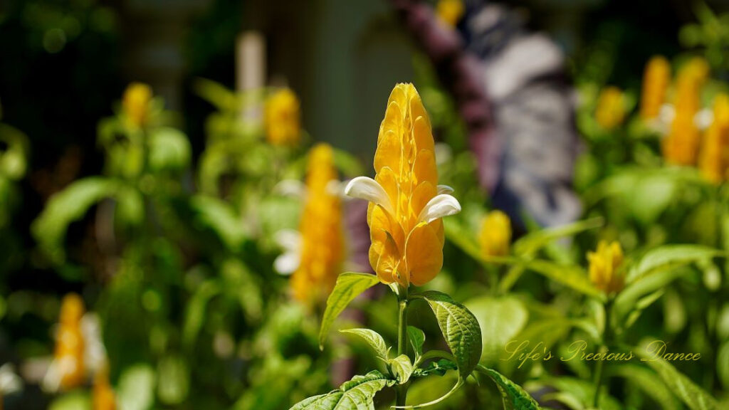 Golden shrimp plant in bloom in a botanical garden.