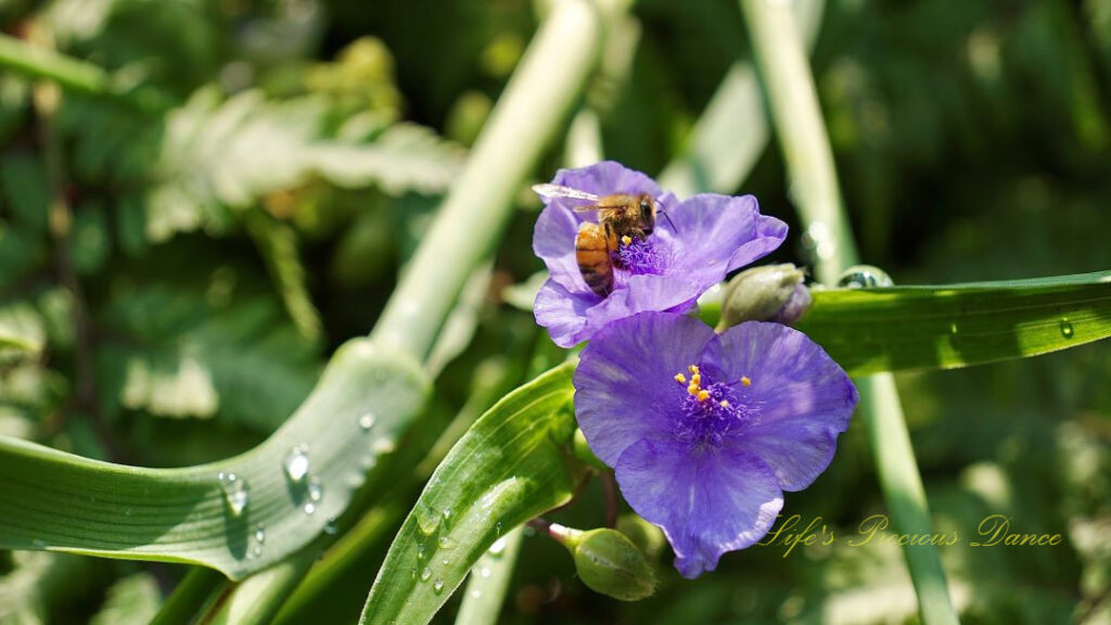 Lavender spiderwort in full bloom with a honey bee in it&#039;s center.