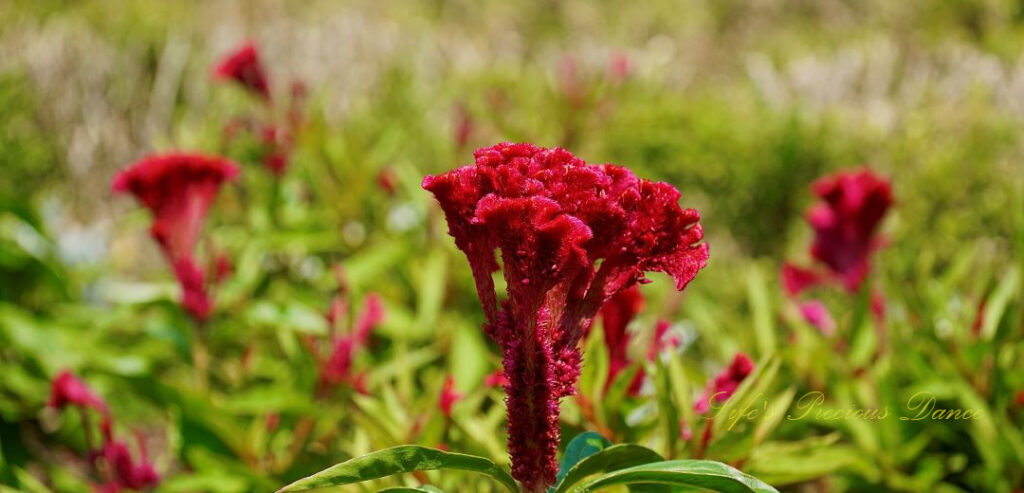 Plumed cockscomb in full bloom.