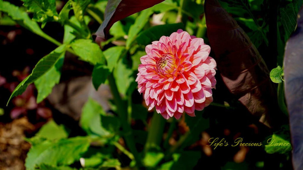 Pink Garden Dahlia in full bloom.