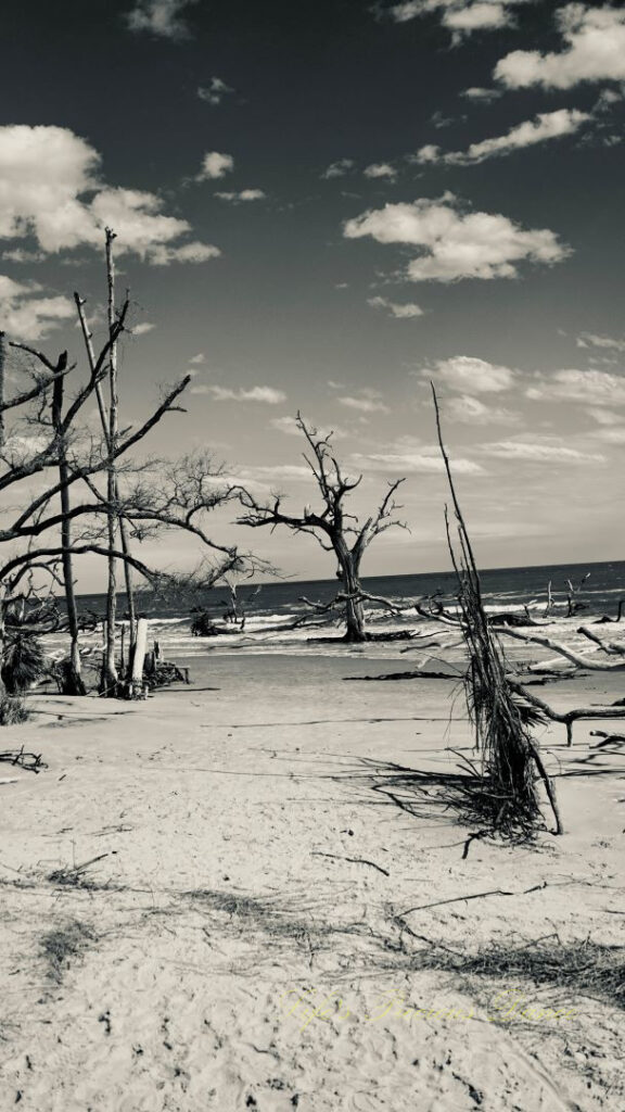 Black and white of trees scattered and growing along the beach and in the ocean at Boneyard Beach.