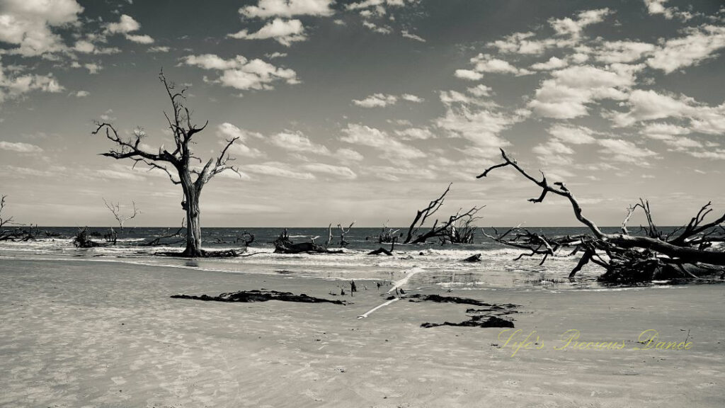 Black and white of trees scattered along the beach and in the ocean at Boneyard Beach.