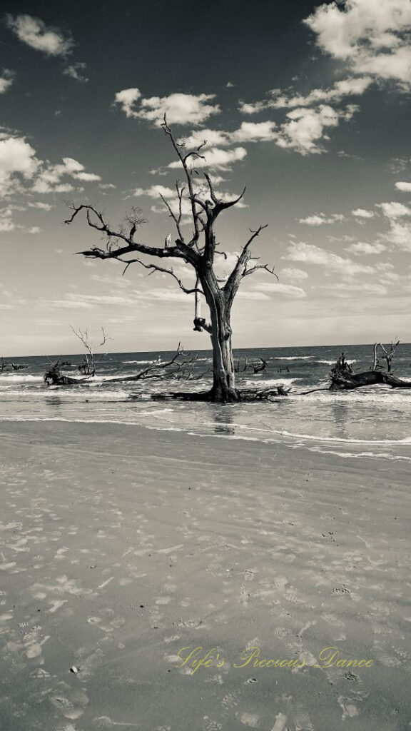 Black and white of a lone dead tree standing on beach as ocean waves roll in. Clouds in the background.