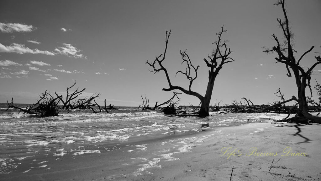 Black and white of trees scattered along the beach and in the ocean at Boneyard Beach.