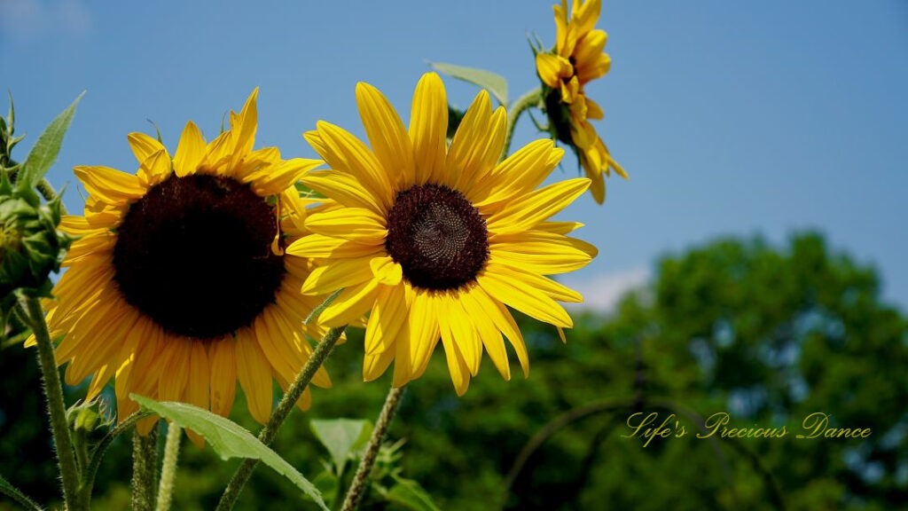 Sunflowers in full bloom.