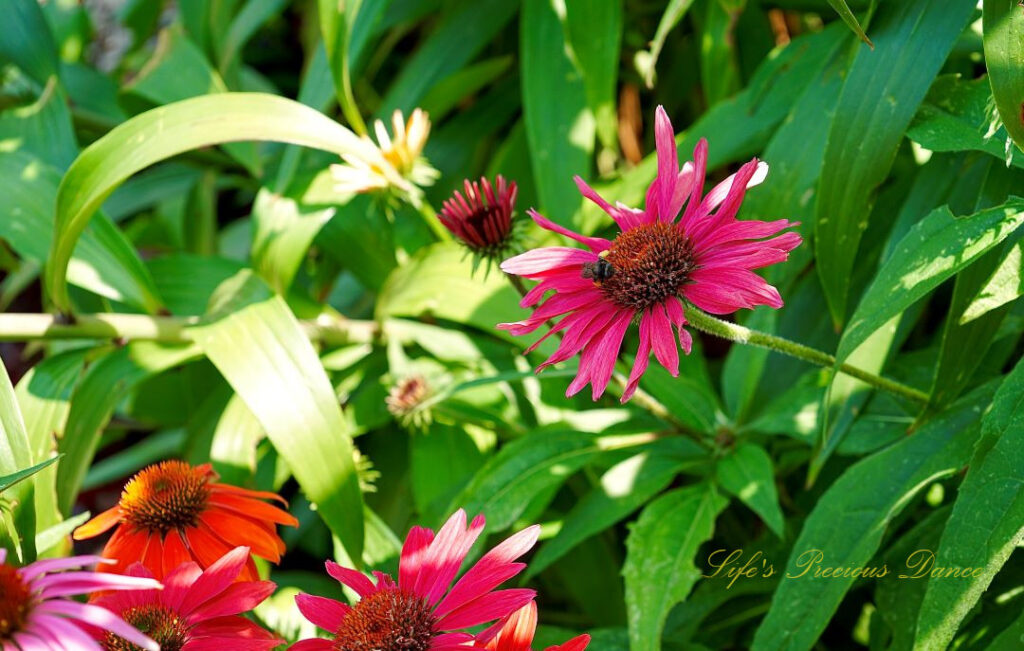 Colorful coneflowers in bloom. A bee is pollinating one of them.