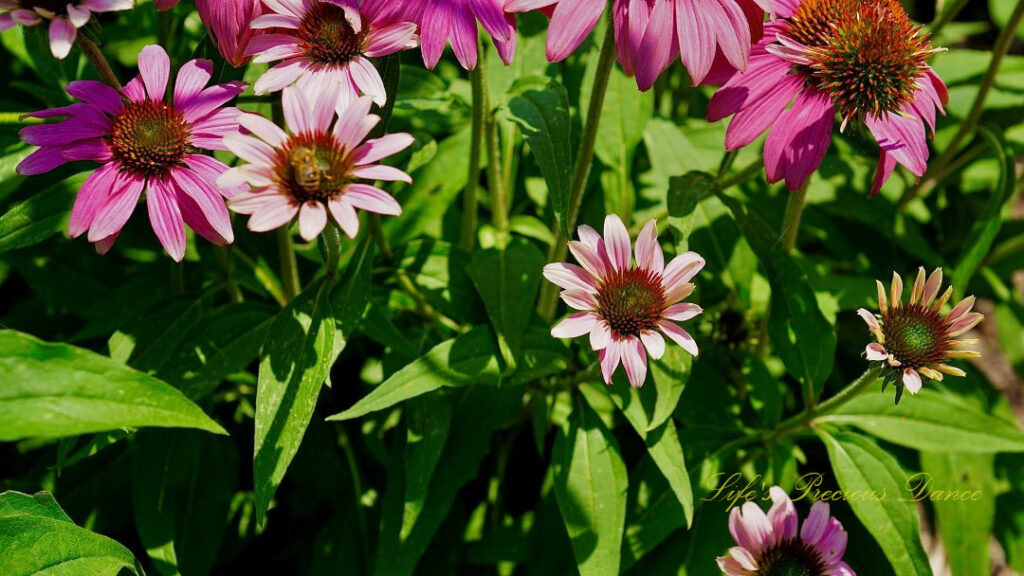 Purple coneflowers in full bloom. Honey bee resting on the center of one.