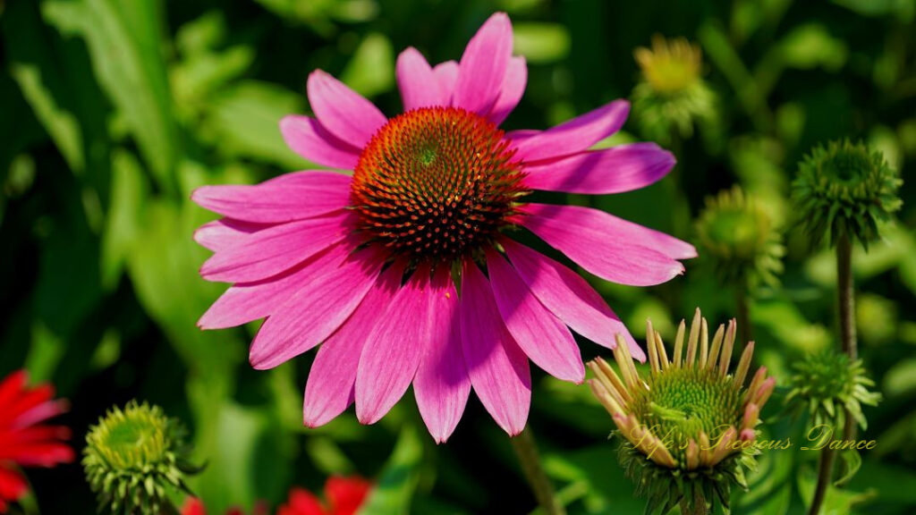 Purple coneflower in full bloom