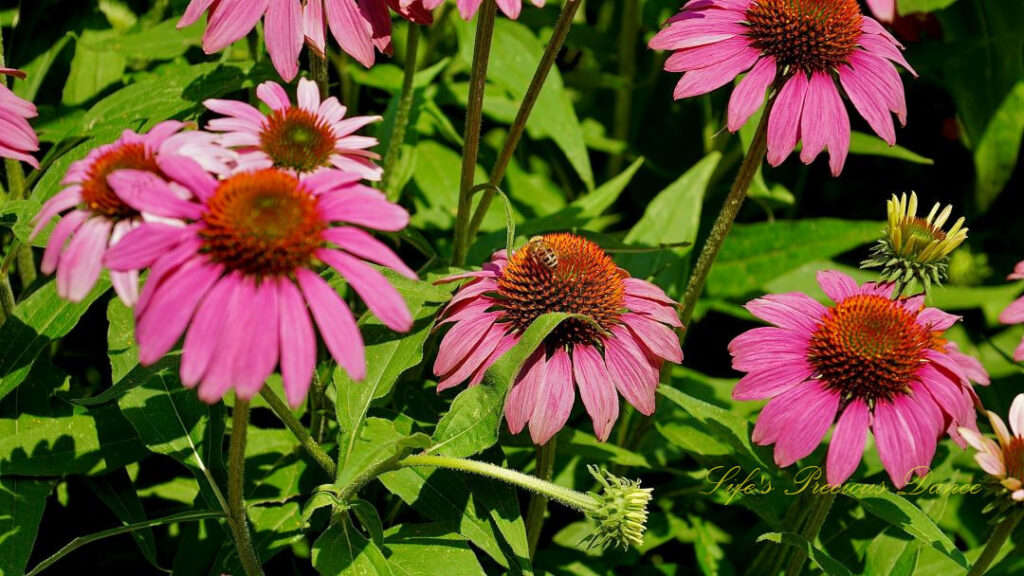 Purple coneflowers in full bloom. Honey bee resting on the center of one.