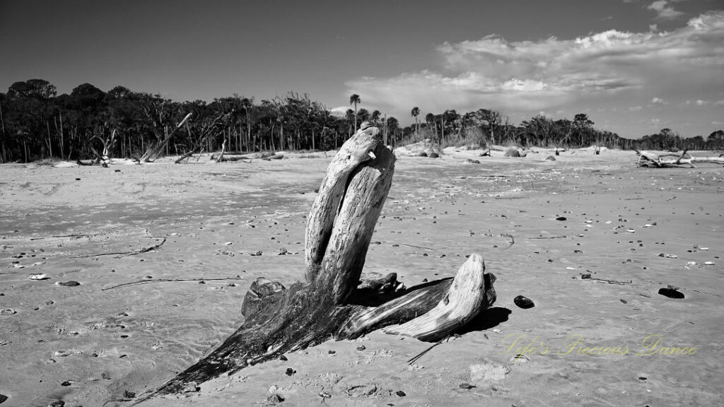 Black and white of a partial downed tree protruding through the sand at Boneyard Beach.