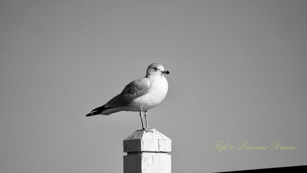 Black and white of a Ring-billed gull on a pier post.