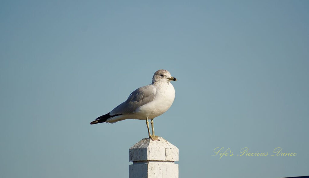 Ring-billed gull on a pier post.