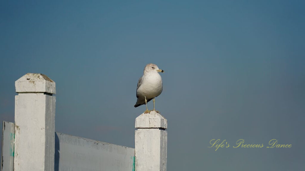 Ring-billed gull on a pier post.