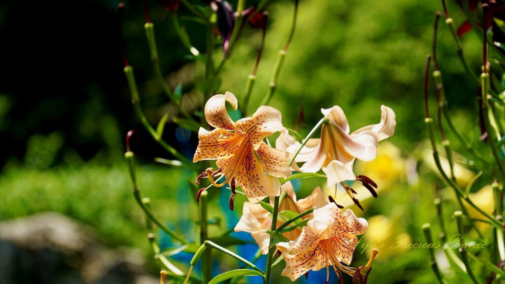 Easter lilies in full bloom