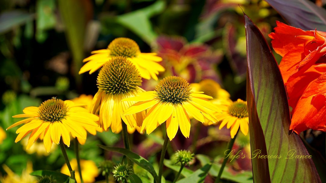 Bright yellow coneflowers in full bloom.