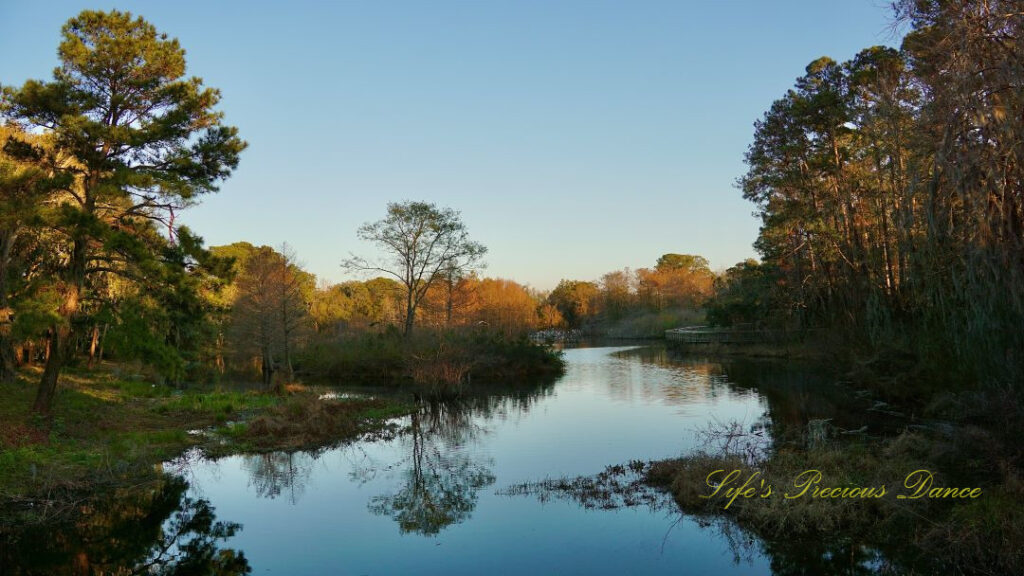 Late afternoon landscape view of the pond at Cypress Wetlands in Port Royal.