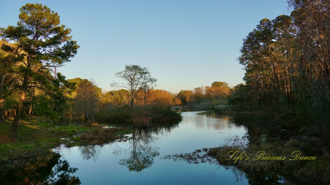 Cypress Wetlands