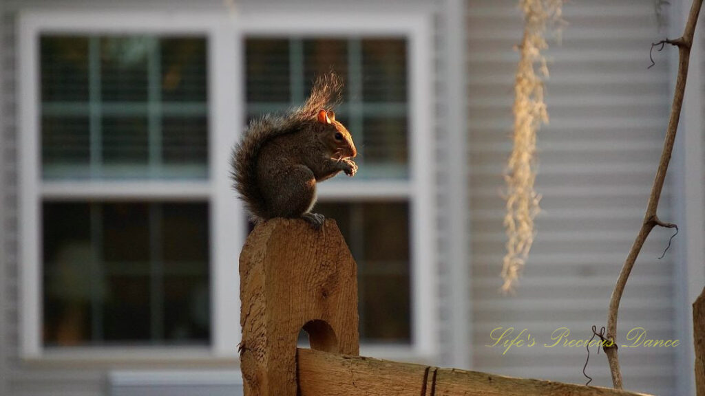 Squirrel resting on a fence post with an acorn in it&#039;s paws.