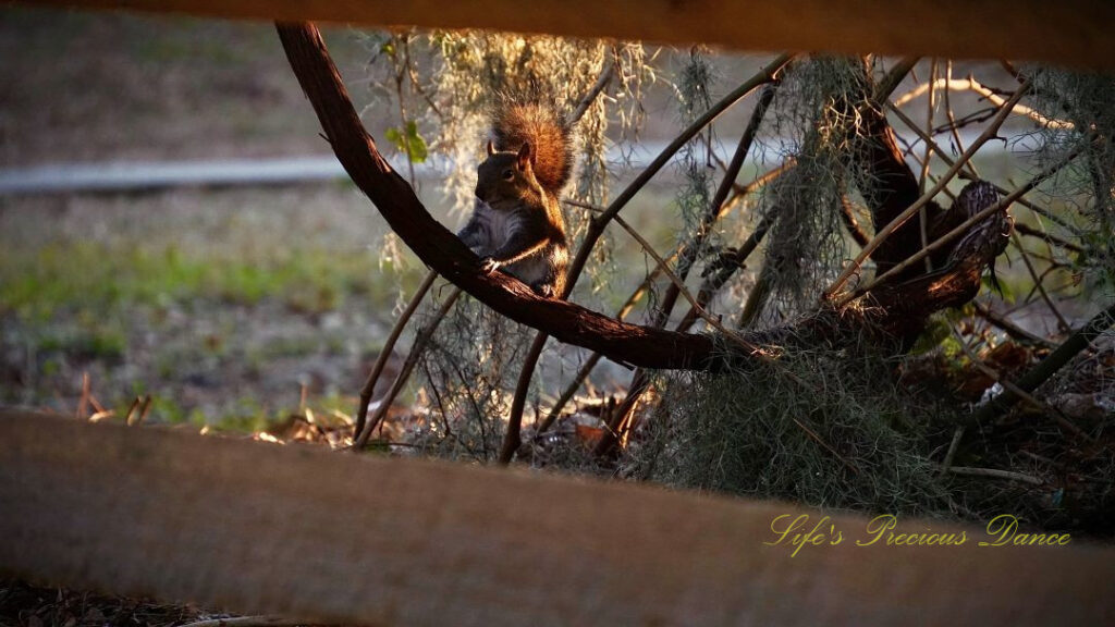 Squirrel framed through fence posts, standing on a vine. Spanish moss dangles in the background.