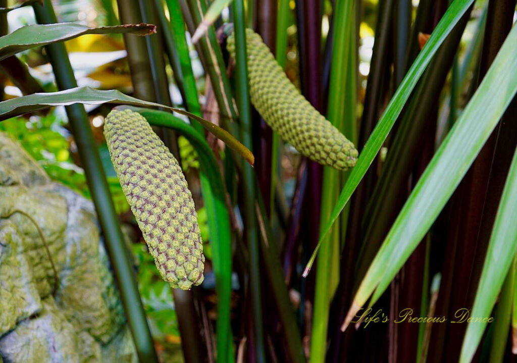 Giant Horsetail in bloom.