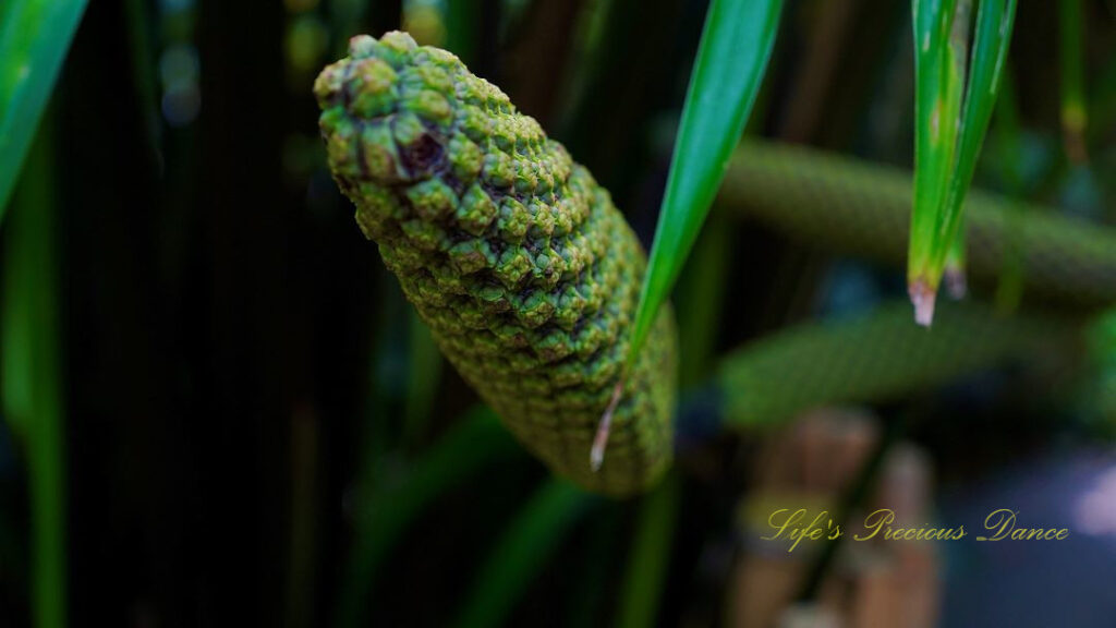 Close up of Giant Horsetail in bloom.