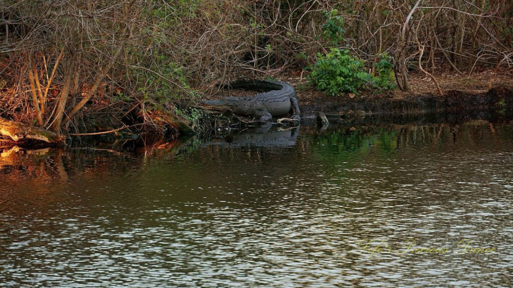 Alligator on the bank of a pond reflecting in the water.