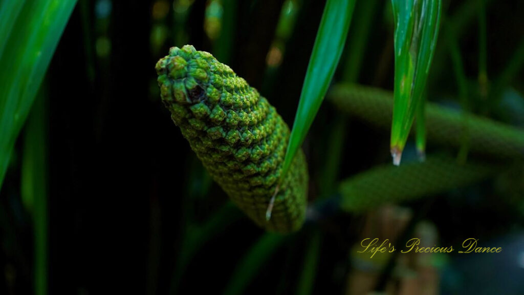 Giant Horsetail in bloom.