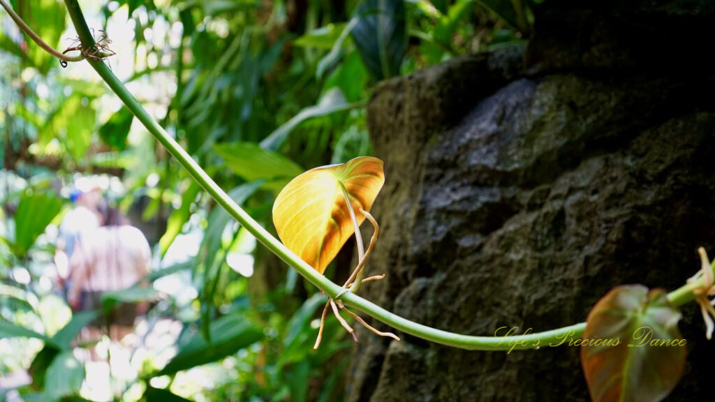 Yellow Heartleaf in full bloom on a vine,