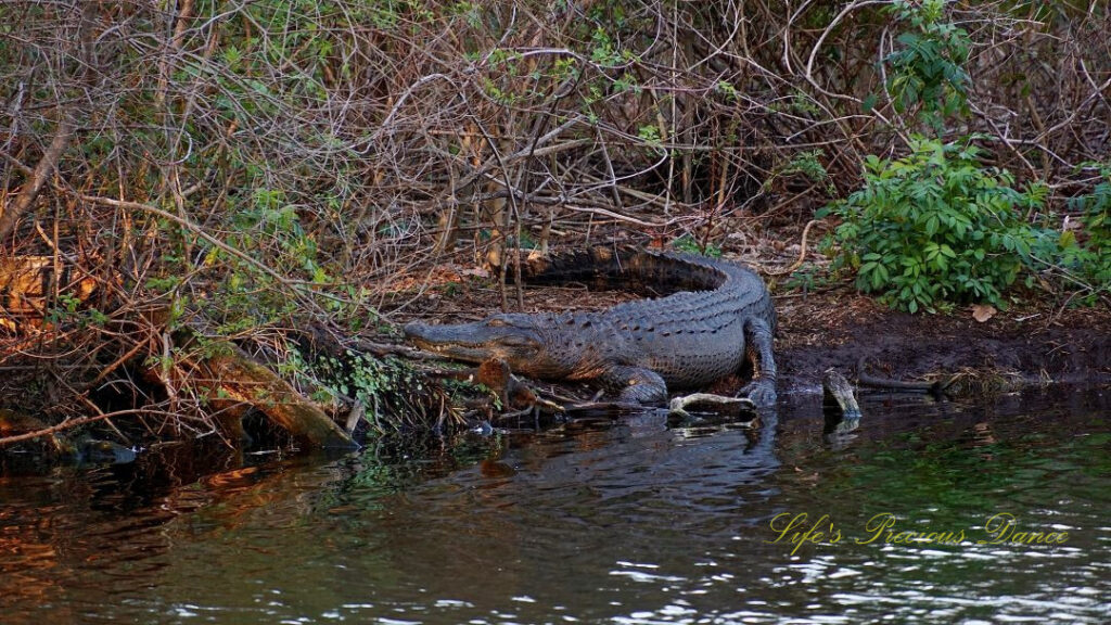 Alligator on the bank of a pond