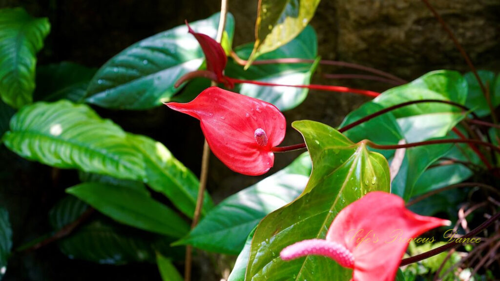 Red Heartleaf in full bloom on a vine,