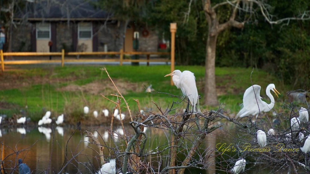 Egret resting at the top of a tree above a pond. Several others in the tree below and on the bank.