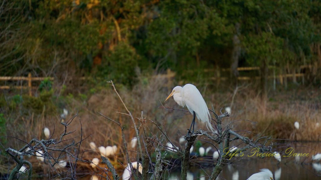 Lone Egret resting on the top of a barren tree. Flock of birds resting on the bank in the background.