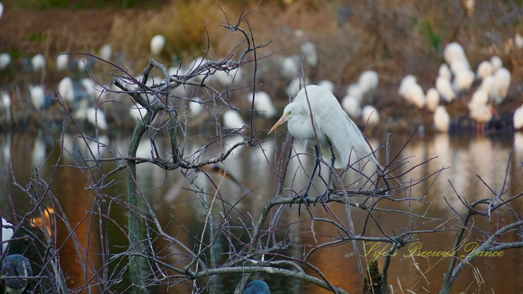 Lone Egret resting in a barren tree. Flock of birds resting on the bank in the background.