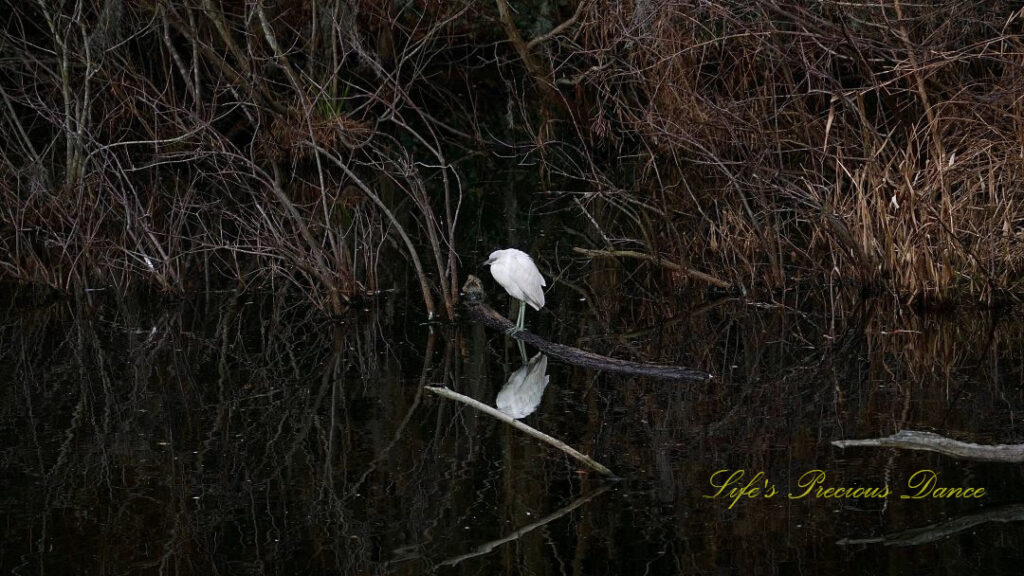 Little egret standing on a log in a marshy area, reflecting in the water.