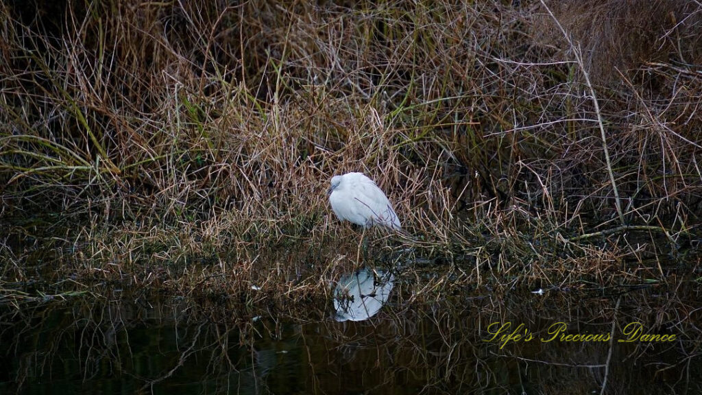 Little egret standing on the bank of a marshy area, reflecting in the water.