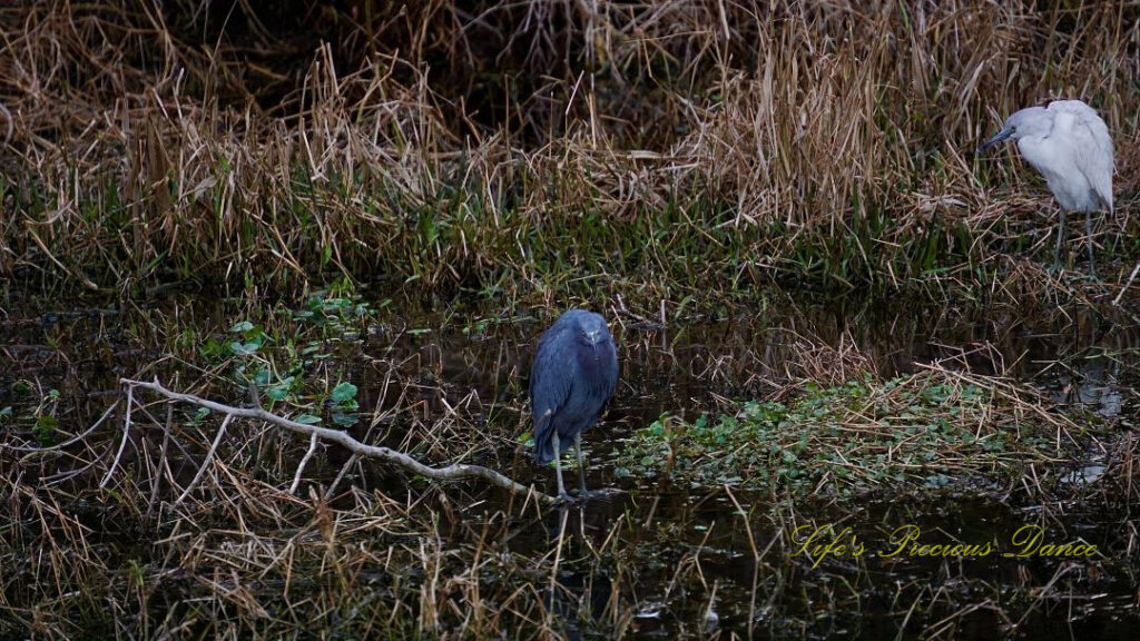 Little blue heron standing in a marshy area of a pond. A egret sits back and to the right of it.