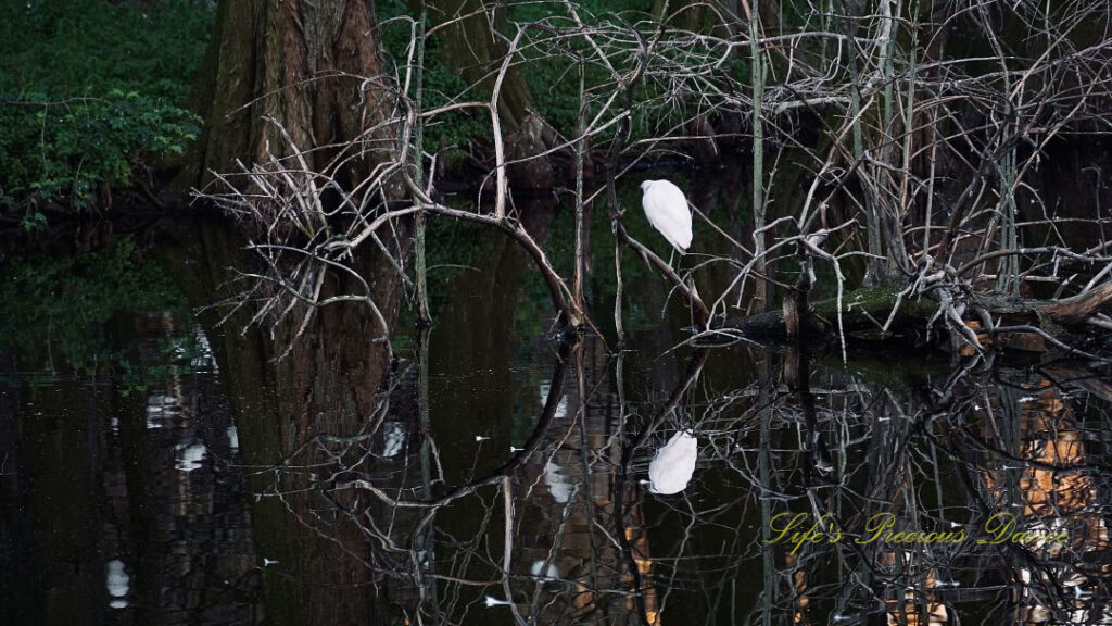 Little egret on a branch above the pond at Cypress Wetlands, reflecting in the water.