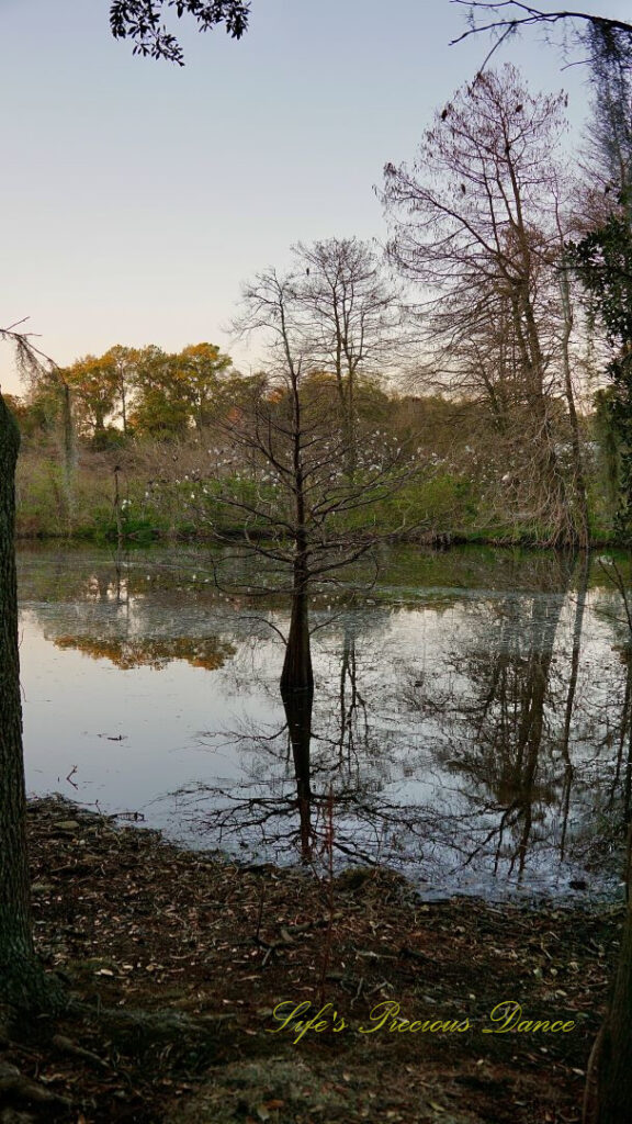 Barren tree in the pond, reflecting in the water. Flock of egrets in the background.