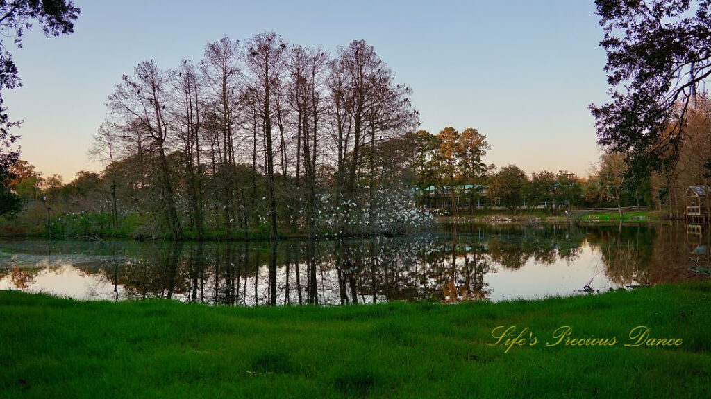 Hundreds of coastal birds lining the trees of a pond, reflecting in the water.