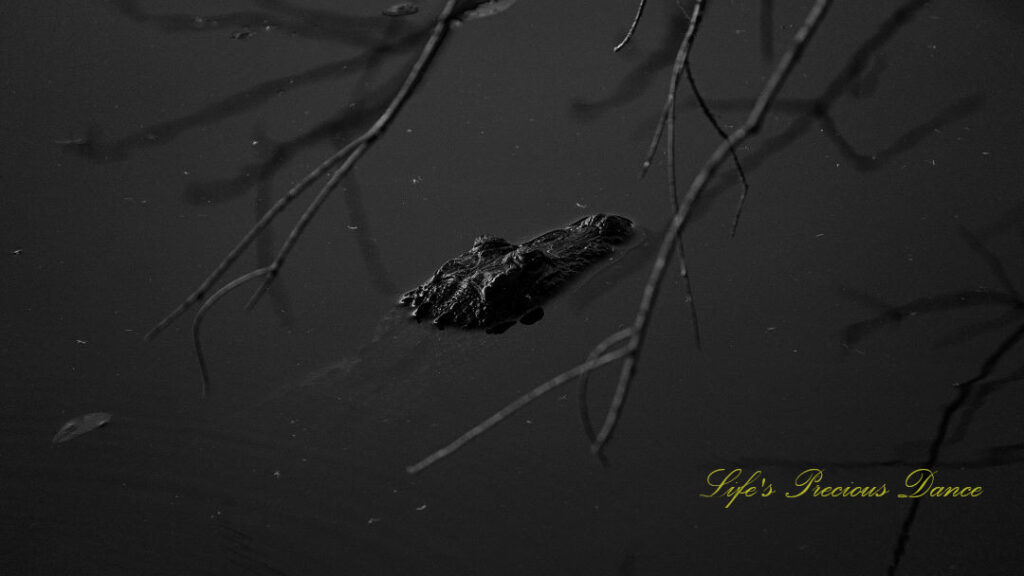 Black and white of an alligator in a pond with its head above the water.