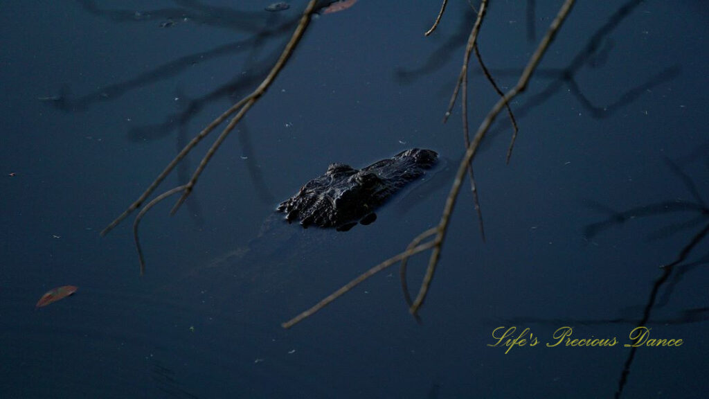 Alligator in a pond with its head above the water