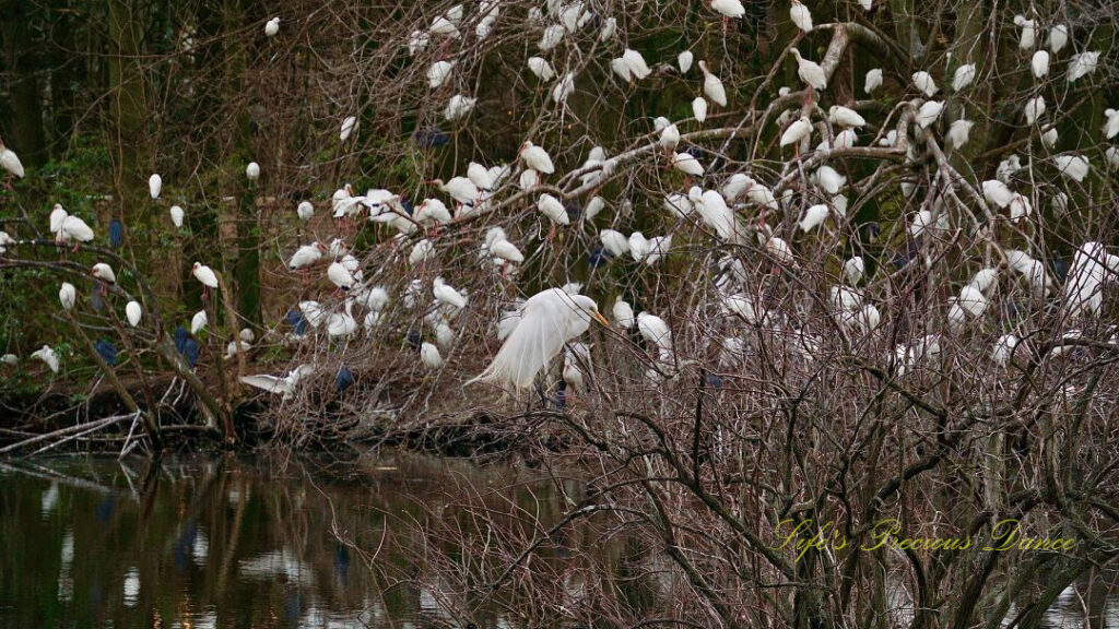 Trees full of egrets and herons along a pond and reflecting in the water.