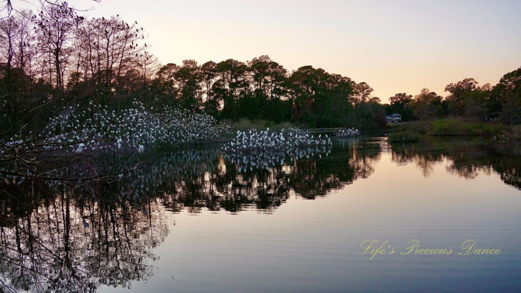 Hundreds of coastal birds lining the trees of a pond, reflecting in the water.