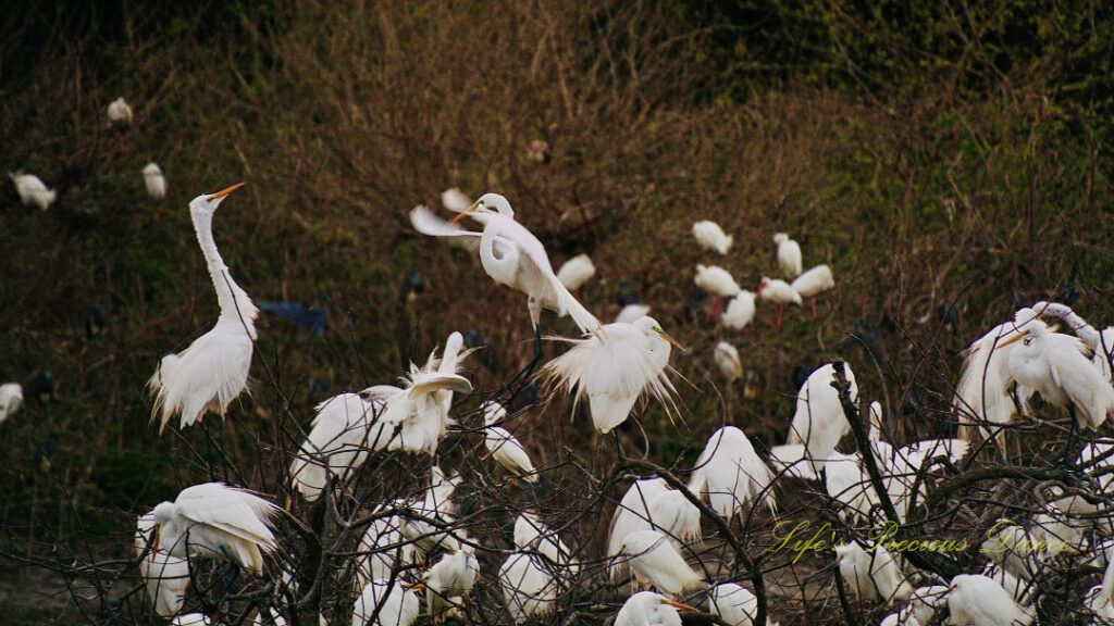 An egret in a tree, surrounded by others, flapping its wings at another egret.