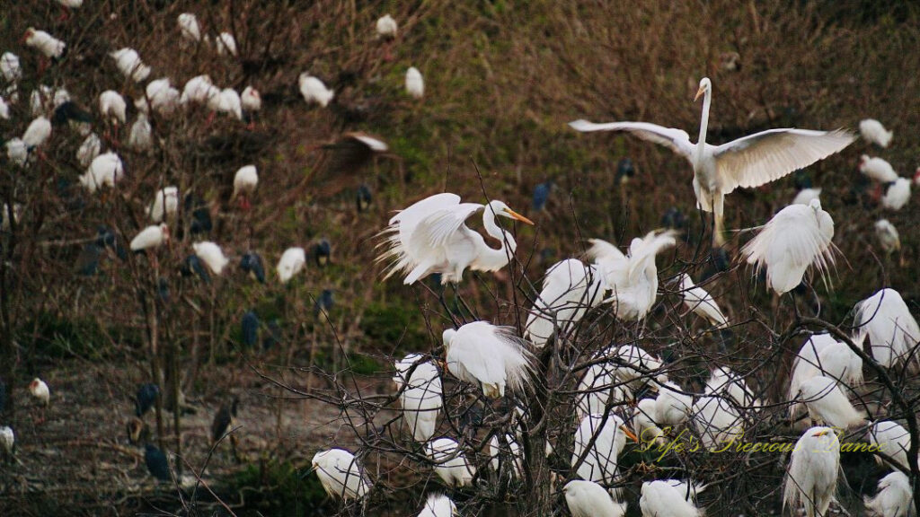 An egret with its wings spread landing on a tree full of other seabirds.