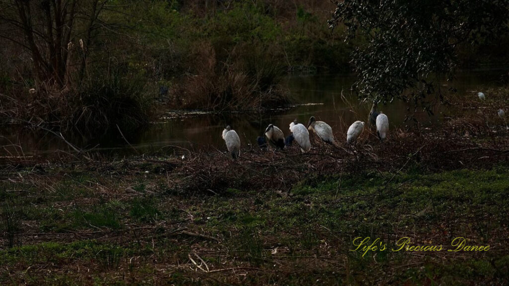 Six brown pelicans and a blue heron lined up on the bank of a pond.