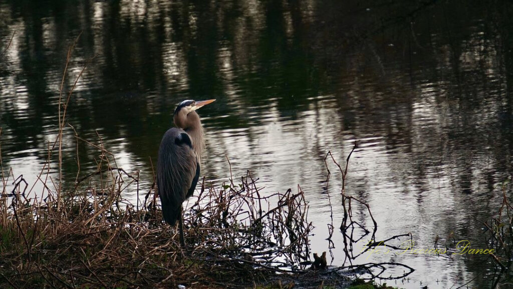 Blue heron standing on the bank of a pond at dusk.