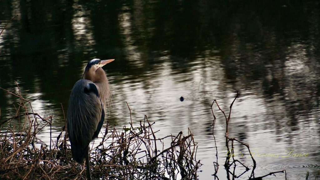 Blue heron standing on the bank of a pond at dusk.