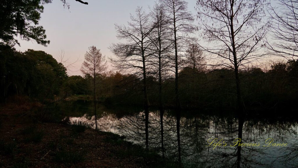 Trees lining and reflecting in a pond at dusk.