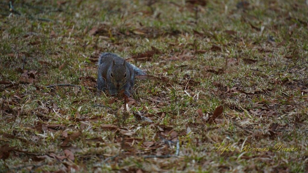 Squirrel foraging for an acorn.